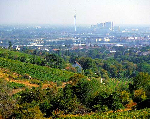 Vineyards at Grinzing in the northern suburbs of   Vienna Austria