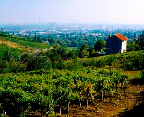 Vineyards of Grinzing in the northern suburbs of   Vienna Austria