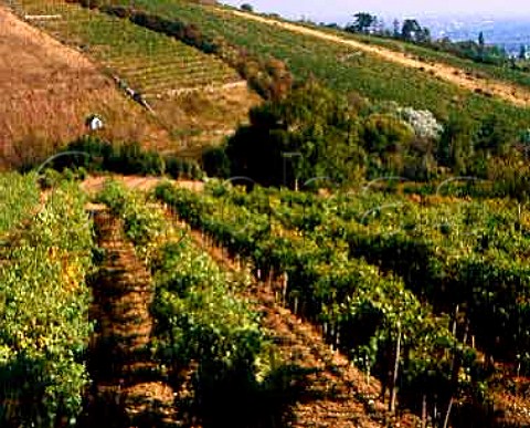 Vineyards of Grinzing in the northern suburbs of   Vienna