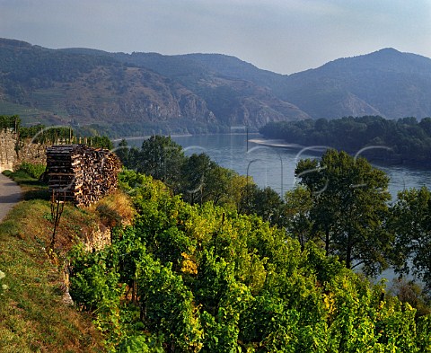 Vineyard above the Danube River between Drnstein and Weissenkirchen Niedersterreich Austria Wachau