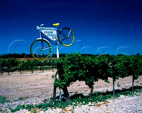 Bicycle hire sign in vineyard near Podersdorf   Burgenland Austria Neusiedlersee