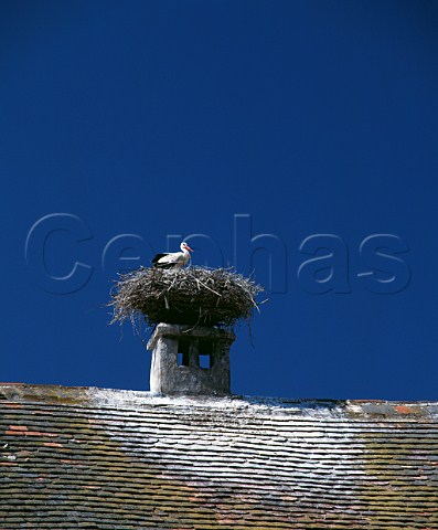 Stork in its nest on house chimney Rust am See Burgenland Austria NeusiedlerseeHugelland