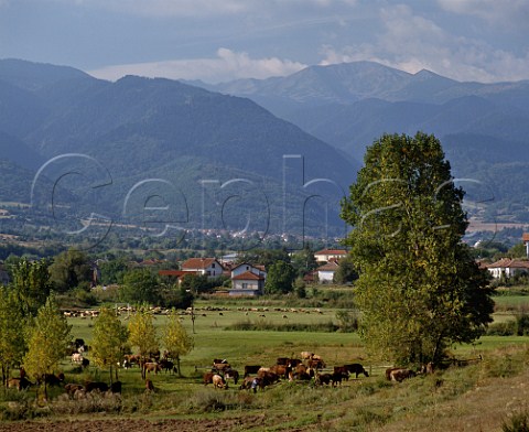 Cattle grazing by village with the Rila Mountains Mount Musala 2925m in distance near the   ski resort of Borovets Bulgaria