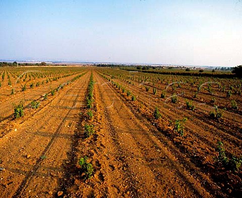 New vineyard near Oryahovica Bulgaria  West   Thracian Valley region