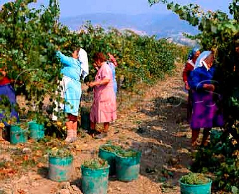 Harvesting Chardonnay grapes at Blatetz Bulgaria   SubBalkan region