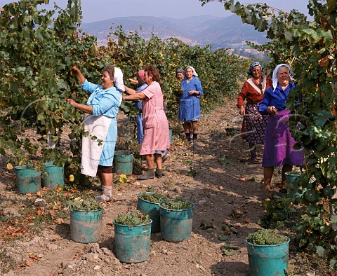 Women harvesting Chardonnay grapes in vineyard at   Blatetz near Sliven Bulgaria  East Thracian   Valley