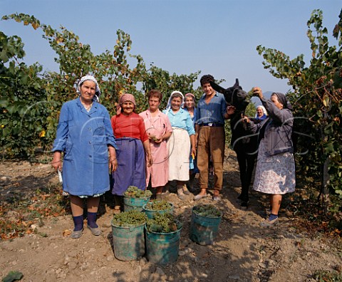 Women harvesting Chardonnay grapes in vineyard at Blatetz near Sliven Bulgaria    East Thracian Valley