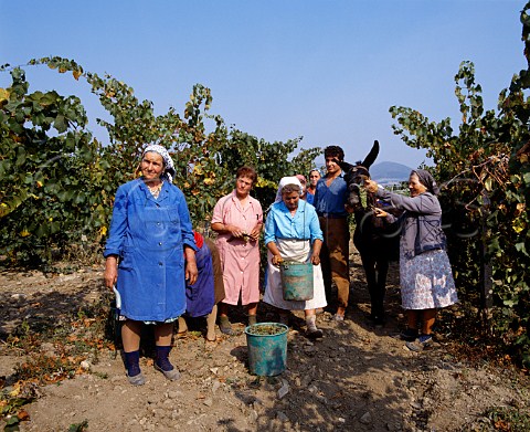 Harvesting Chardonnay grapes at Blatetz   near Sliven Bulgaria  East Thracian Valley