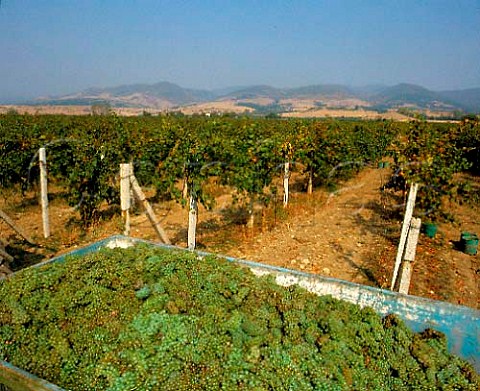 Harvesting Chardonnay grapes in vineyard at    Blatetz near Sliven Bulgaria     East Thracian Valley region