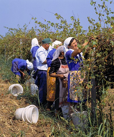 Harvest time in vineyard at Suhindol Bulgaria   Northern region