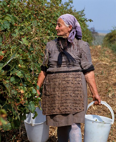 Woman harvesting grapes in vineyard at Suhindol Bulgaria   Danube Plain
