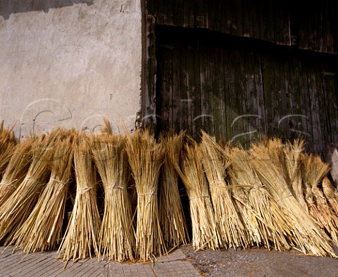 Bundles of stalks after threshing these are used for making brushes Kralevo near Shumen Bulgaria
