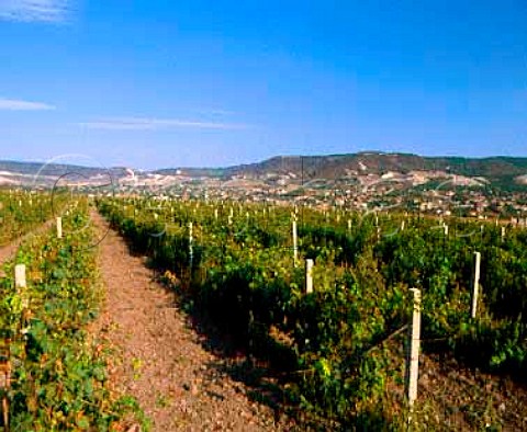 Vineyards in Novi Pazar microregion Bulgaria  Black Sea region