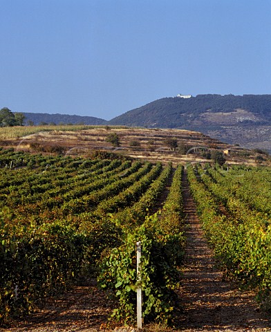 Vineyards to the east of Novi Pazar Bulgaria   Black Sea region