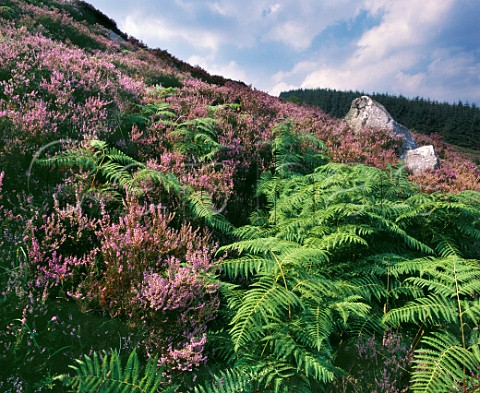 Heather and bracken in the Wicklow Mountains County Wicklow Eire