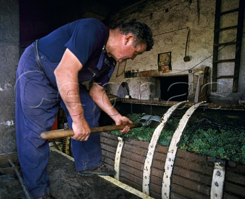 Winemaker loading his press with Muscadet  grapes   Clisson LoireAtlantique France   AC Muscadet de SvreetMaine