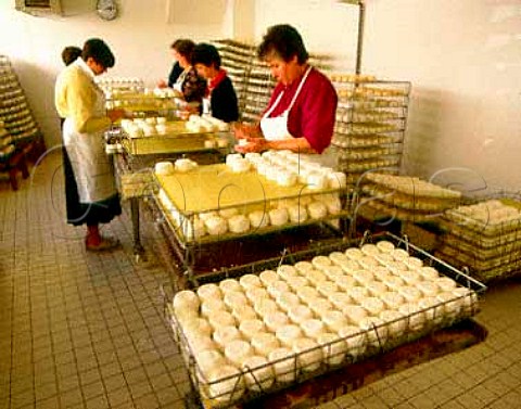 Fromagrie DuboisBoulay  Putting salt on crottins   the goats milk cheeses of Chavignol  Near Sancerre Cher France