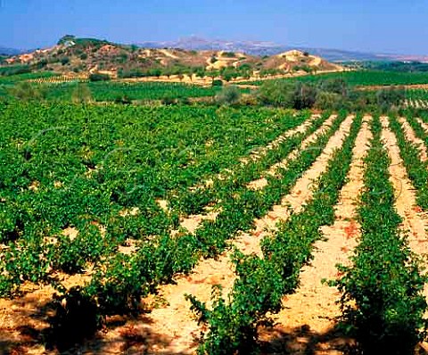 Muscat vineyard of Domaine de la Rourde   Fourques PyrnesOrientales France  Muscat de Rivesaltes