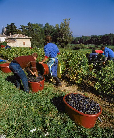 Harvesting Gamay grapes in vineyard near Rgni  France   Rgni  Beaujolais