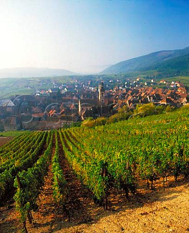 Riquewihr viewed from from the Schoenenbourg   vineyard HautRhin France   Alsace Grand Cru
