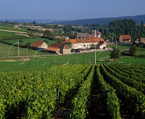 Vineyards at MartaillylsBrancion SaneetLoire   France   MconVillages  Mconnais