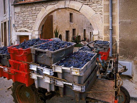 Tractor with boxes of harvested Pinot Noir grapes in GevreyChambertin Cte dOr France   Cte de Nuits