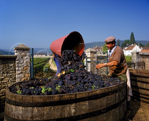 Harvesting Pinot Noir grapes   GevreyChambertin Cte dOr France   Cte de Nuits
