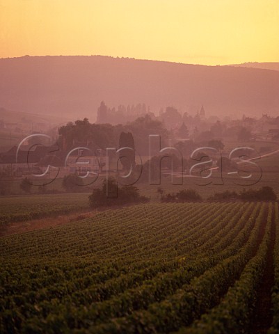 Sunset over the vineyards at Meursault  Cte dOr France     Cte de Beaune