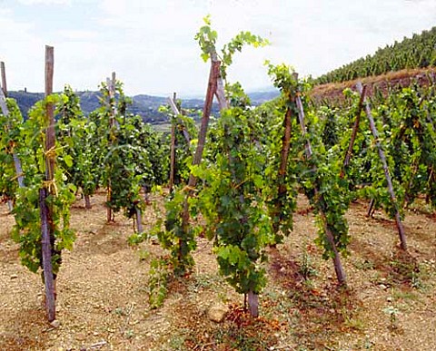 Syrah vines on the Cte Rtie with their traditional   staking  Ampuis Rhne France