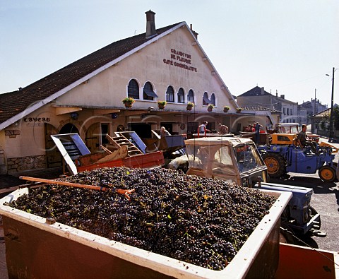 Gamay grapes arriving at the Fleurie cooperative   winery France  Fleurie  Beaujolais