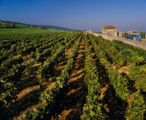 Le Montrachet vineyard PulignyMontrachet Cte dOr France  Cte de Beaune Grand Cru