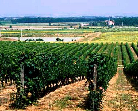 Vineyard of Chteau Bellevue la Foret Fronton   Haute Garonne France  Ctes du Frontonnais