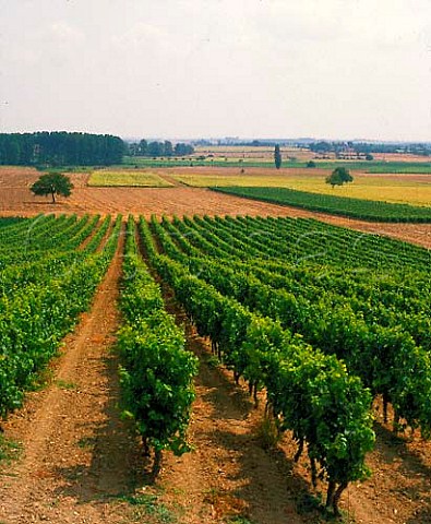 Vineyards near Amberre Vienne France  HautPoitou