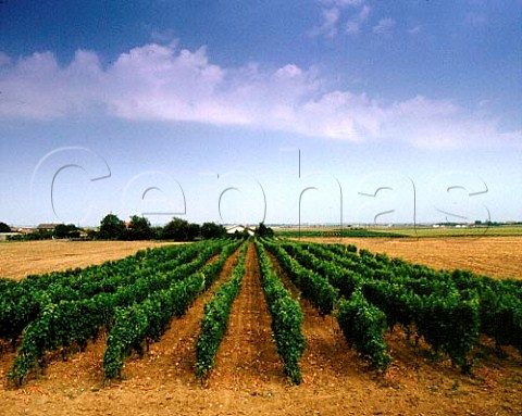 Vineyard at Charrais Vienne France  HautPoitou