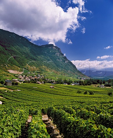 Vineyards at Chignin near Chambery Savoie France