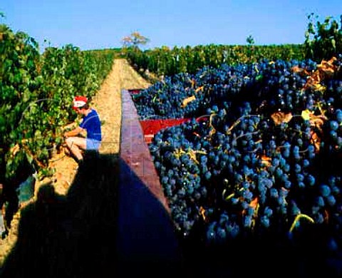 Picking Merlot grapes for Bergerac rouge at   Monbazillac