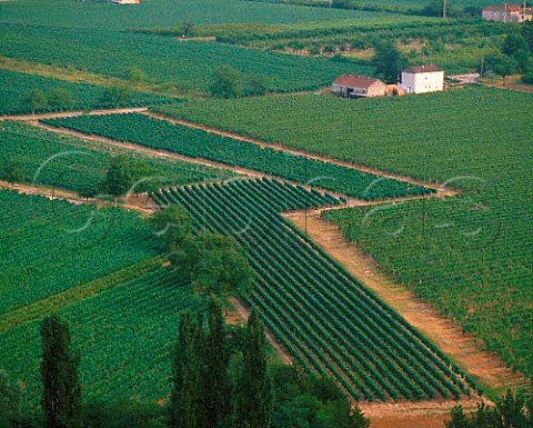 Vineyards at Parnac Lot France Cahors