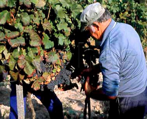 Picking grapes in vineyard near Mussidan Dordogne France