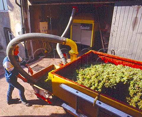 Unloading harvested Chardonnay grapes in village of   Fuiss SaneetLoire France   PouillyFuiss  Mconnais