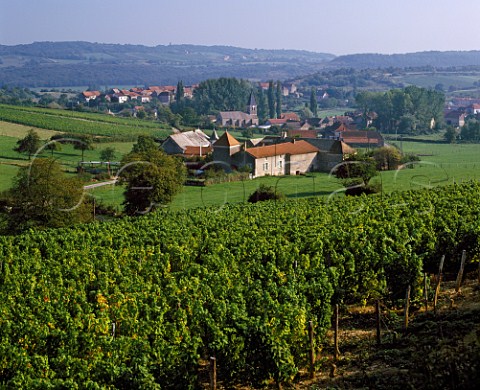 Vineyards around village of MartaillylsBrancion  SaneetLoire France   Mconnais