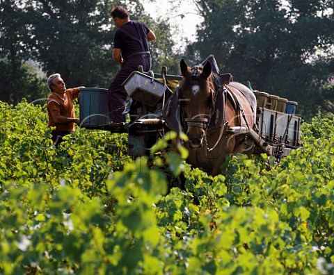 Coquette the horse at work in the vineyard at   harvest time   Clisson LoireAtlantique France   Muscadet de SvreetMaine