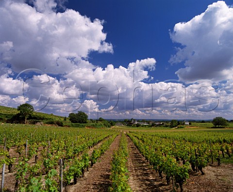 Cabernet Franc vineyard at DampierresurLoire near Saumur MaineetLoire France  SaumurChampigny