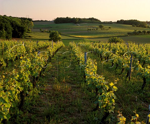 Cabernet Franc vineyard near Champigny MaineetLoire France  SaumurChampigny