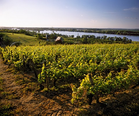 Cabernet Franc vineyards above the River Loire to the east of Saumur MaineetLoire France    SaumurChampigny