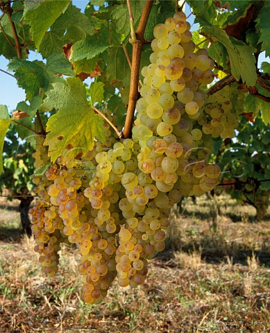 Muscadelle grapes Bordeaux France