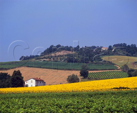Vineyards and sunflower field near Gaillac Tarn   France   Gaillac