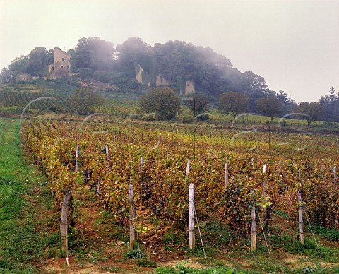 Ruins above vineyard of Chteau dArlay Arlay Jura France  Ctes Du Jura
