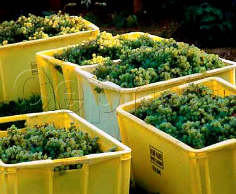 Harvested Chardonnay grapes in vineyard of  Henri Maire Arbois Jura France