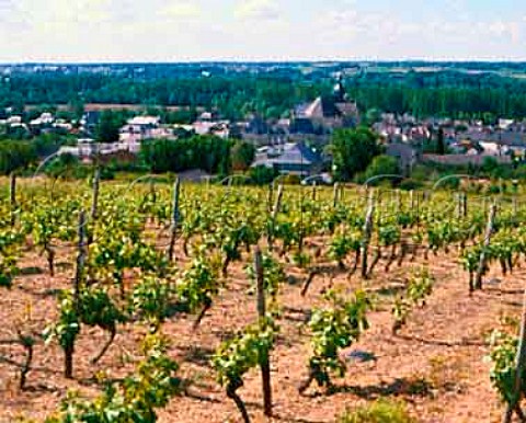 Vineyard above RochefortsurLoire MaineetLoire   France     Coteaux du Layon