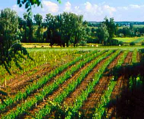 Vineyards near MartignBriand MaineetLoire   France    Coteaux du Layon